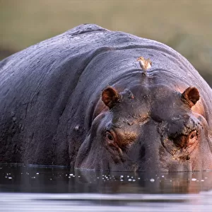 Botswana, Ngamiland, Okavango Delta, hippopotamus (Hippopotamus amphibius)