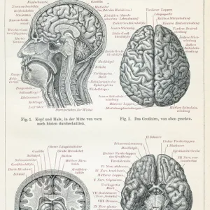 Brain anatomy engraving 1895