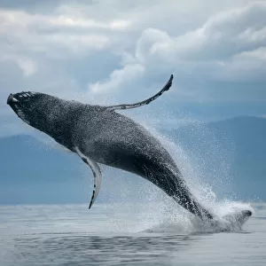 Mammals Collection: Humpback Whale