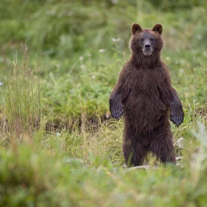 Brown Bear in Coastal Meadow, Pybus Bay, Alaska