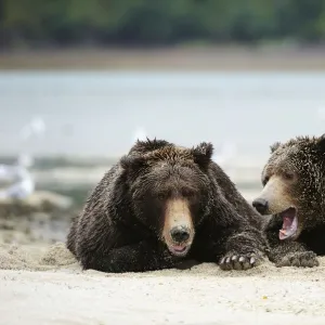 Two Brown Bears -Ursus arctos- dozing next to each other in the sand, Katmai National Park, Alaska