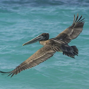 Brown Pelican -Pelecanus occidentalis-, Isla de San Cristobal, Galapagos Islands