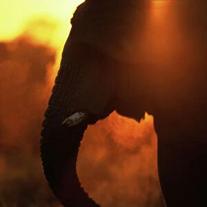 Bull Elephant by Water Hole at Sunset