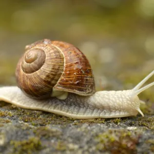 Burgundy Snail or Edible Snail -Helix pomatia-, Baden-Wurttemberg, Germany