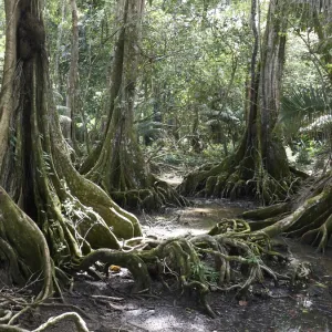 Buttress roots, Dragonsblood Tree -Pterocarpus officinalis-, Punta Uva, Puerto Viejo Costa Rica, Central America