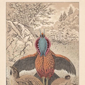 Phasianidae Canvas Print Collection: Cabots Tragopan