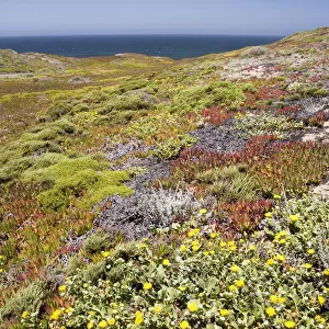 California Coastal Wild Flowers With Ocean In The Background