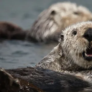 California Sea Otter (Enhydra lutris)