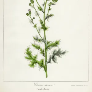 Canada thistle botanical engraving 1843