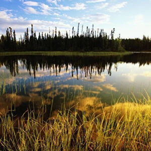 Canada, Yukon territory, trees reflecting in lake at sunrise