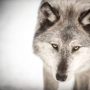 Canadian grey wolf