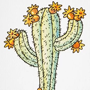 Cartoon, desert cactus in bloom