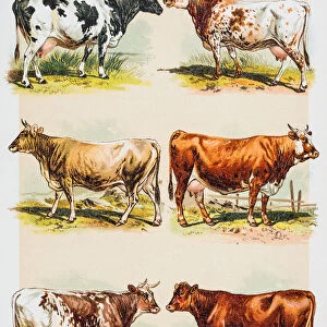 Cattle breeds engraving 1882