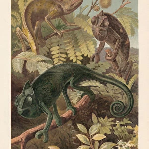 Chameleon (Chamaeleonidae), lithograph, published in 1897