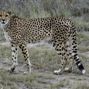 Cheetah -Acinonyx jubatus-, Karas Region, Namibia