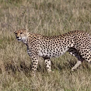 Cheetah -Acinonyx jubatus-, Masai Mara National Reserve, Kenya, East Africa, Africa, PublicGround