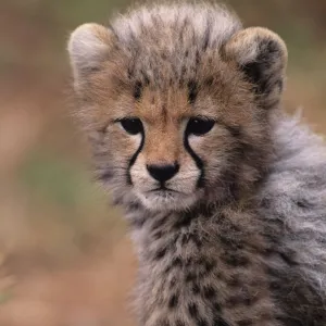 Cheetah cub (Acinonyx jubatus) on savannah, Kenya