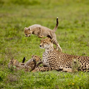cheetah cub jumping