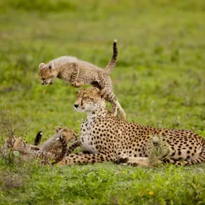 cheetah cub jumping