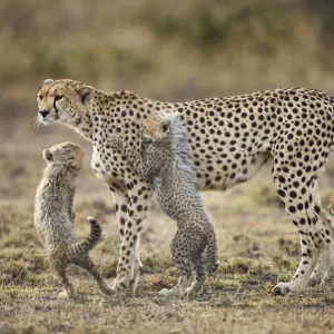 Cheetah and Cubs, Ngorongoro, Tanzania