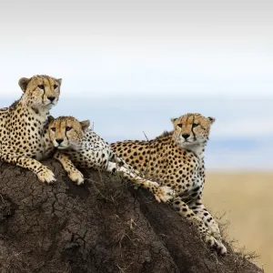 Three Cheetahs -Acinonyx jubatus- on a lookout hill, Msai Mara, Kenya