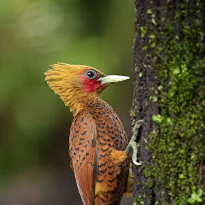 Woodpeckers Jigsaw Puzzle Collection: Chestnut Colored Woodpecker
