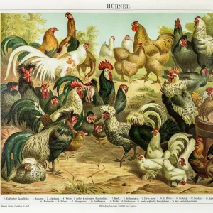 Chicken poultry engraving 1895