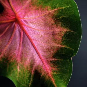 Close Up of Caladium Agricultural Plant