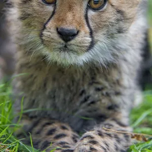 Very close portrait of a cheetah cub