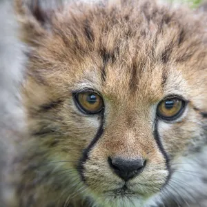 Close portrait of a cheetah cub