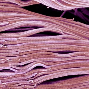 Collagen, Scanning electron micrograph (SEM)