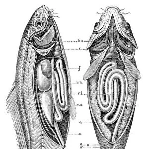 Common carp anatomy