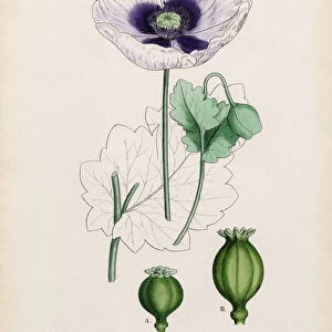 Common Garden Poppy, Papaver hortense, Victorian Botanical Illustration, 1863