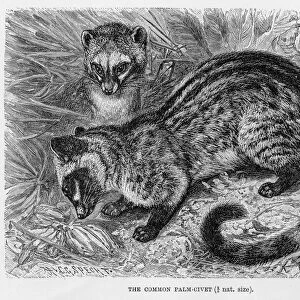 Common palm civet engraving 1894