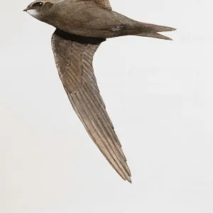 Common swift (Apus apus) in flight