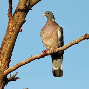 Common Wood Pigeon -Columba palumbus- perched on a branch, Baltic Sea island of Fehmarn, Schleswig-Holstein, Germany, Europe