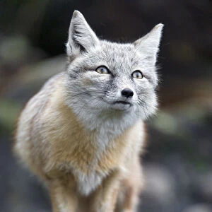 Corsac fox standing