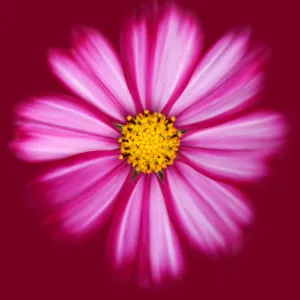 Visual Treasures Gallery: Viva Magenta