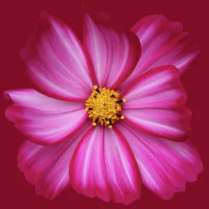 Flower Art Collection: Flowers by Brian Haslam