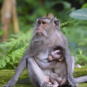 Crab-eating macaque -Macaca fascicularis- with young in the Ubud Monkey Forest, Ubud, Bali, Indonesia