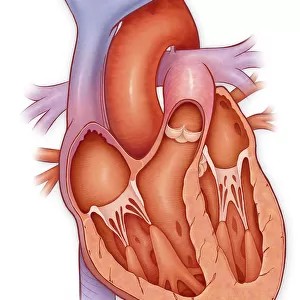 Cross section of a normal heart