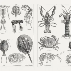 Crustaceans (Crustacea), wood engravings, published in 1897