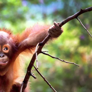 Cute of Baby Orang Utan