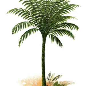 Cyathea crinita