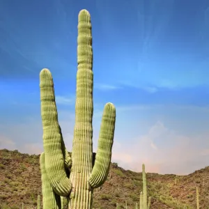 Desert Landscape with Cactus in Arizona