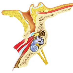 Diagram of inner ear showing auditory canal, eardrum, semicircular canals, cochlea, cochlea nerve, eustachian tube