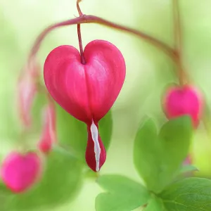 Dicentra dream