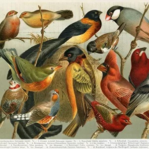 Different Non-european songbirds illustration 1897