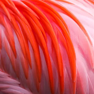 Different shades of flamingo pink feathers
