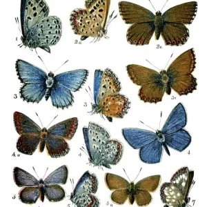 Adonis Blue